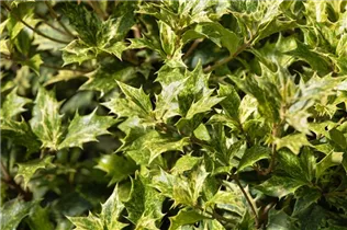 Osmanthus heterophyllus 'Tricolor' - Stachelblättrige Duftblüte 'Tricolor'