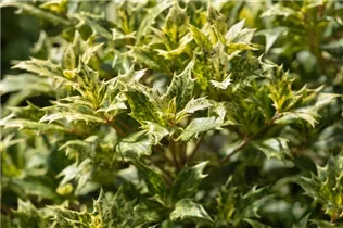 Osmanthus heterophyllus 'Tricolor' - Stachelblättrige Duftblüte 'Tricolor'