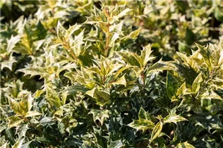 Osmanthus heterophyllus 'Tricolor' - Stachelblättrige Duftblüte 'Tricolor'