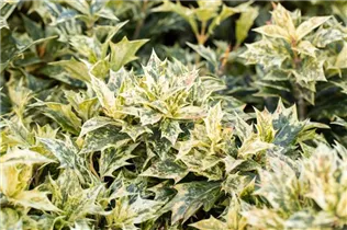 Osmanthus heterophyllus 'Tricolor' - Stachelblättrige Duftblüte 'Tricolor'