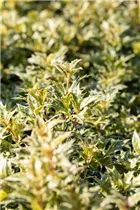 Osmanthus heterophyllus 'Tricolor' - Stachelblättrige Duftblüte 'Tricolor'