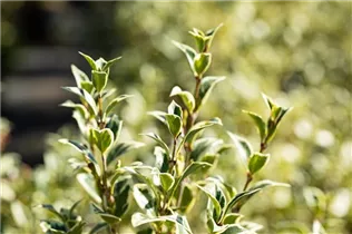 Osmanthus heterophyllus 'Variegatus' - Stachelblättrige Duftblüte 'Variegatus'