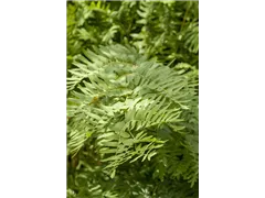Osmunda regalis - Königsfarn Osmunda regalis - Königsfarn