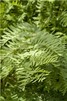 Osmunda regalis - Königsfarn Osmunda regalis - Königsfarn