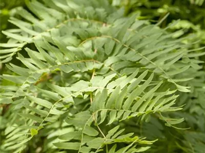 Osmunda regalis - Königsfarn Osmunda regalis - Königsfarn