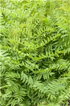 Osmunda regalis - Königsfarn Osmunda regalis - Königsfarn