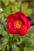Paeonia lactiflora 'Flame' - Garten-Pfingstrose 'Flame'