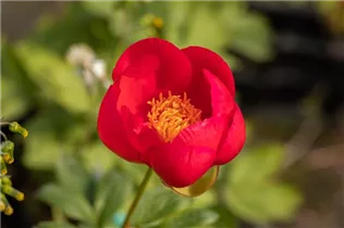 Paeonia lactiflora 'Flame' - Garten-Pfingstrose 'Flame'