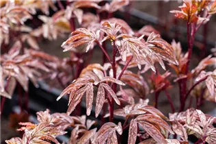 Paeonia lactiflora 'Karl Rosenfield' - Garten-Pfingstrose 'Karl Rosenfield'