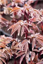 Paeonia lactiflora 'Karl Rosenfield' - Garten-Pfingstrose 'Karl Rosenfield'