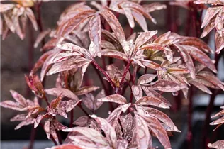 Paeonia lactiflora 'Karl Rosenfield' - Garten-Pfingstrose 'Karl Rosenfield'
