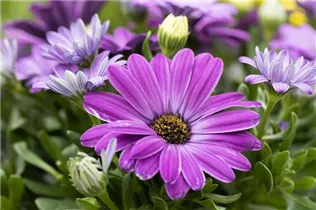 Osteospermum ecklonis 'Compact FlowerPower'® - Kapkörbchen 'Compact FlowerPower'®