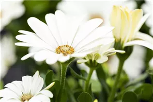 Osteospermum ecklonis 'Compact FlowerPower'® - Kapkörbchen 'Compact FlowerPower'®