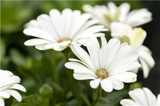 Osteospermum ecklonis 'Compact FlowerPower'® - Kapkörbchen 'Compact FlowerPower'®