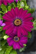Osteospermum ecklonis 'Compact FlowerPower'® - Kapkörbchen 'Compact FlowerPower'®