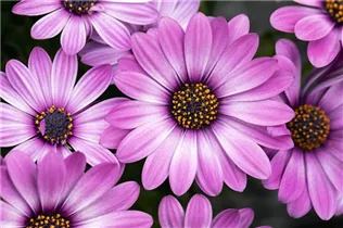 Osteospermum ecklonis 'Compact FlowerPower'® - Kapkörbchen 'Compact FlowerPower'®