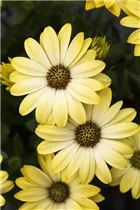 Osteospermum ecklonis 'Compact FlowerPower'® - Kapkörbchen 'Compact FlowerPower'®