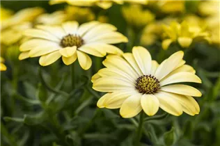Osteospermum ecklonis 'Compact FlowerPower'® - Kapkörbchen 'Compact FlowerPower'®