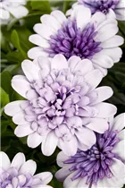 Osteospermum ecklonis 'FlowerPower'® - Kapkörbchen 'FlowerPower'®