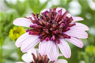 Osteospermum ecklonis 'FlowerPower'® - Kapkörbchen 'FlowerPower'®