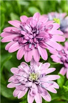 Osteospermum ecklonis 'FlowerPower'® - Kapkörbchen 'FlowerPower'®