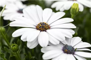 Osteospermum ecklonis 'FlowerPower'® - Kapkörbchen 'FlowerPower'®
