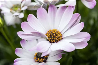 Osteospermum ecklonis 'FlowerPower'® - Kapkörbchen 'FlowerPower'®