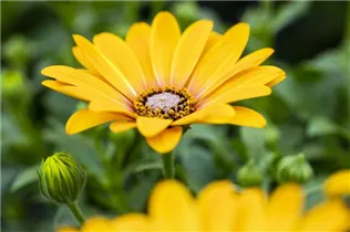 Osteospermum ecklonis 'FlowerPower'® - Kapkörbchen 'FlowerPower'®
