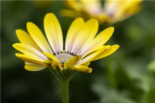 Osteospermum ecklonis 'FlowerPower'® - Kapkörbchen 'FlowerPower'®