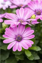 Osteospermum ecklonis 'FlowerPower'® - Kapkörbchen 'FlowerPower'®