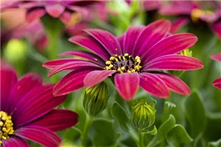 Osteospermum ecklonis 'FlowerPower'® - Kapkörbchen 'FlowerPower'®