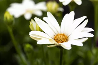 Osteospermum ecklonis 'SummerHero'® - Kapkörbchen 'SummerHero'® Osteospermum ecklonis 'SummerHero'® - Kapkörbchen 'SummerHero'®