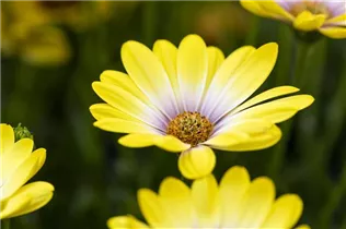 Osteospermum ecklonis 'SummerHero'® - Kapkörbchen 'SummerHero'® Osteospermum ecklonis 'SummerHero'® - Kapkörbchen 'SummerHero'®