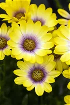 Osteospermum ecklonis 'SummerHero'® - Kapkörbchen 'SummerHero'® Osteospermum ecklonis 'SummerHero'® - Kapkörbchen 'SummerHero'®