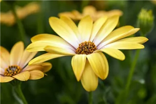 Osteospermum ecklonis 'SummerHero'® - Kapkörbchen 'SummerHero'® Osteospermum ecklonis 'SummerHero'® - Kapkörbchen 'SummerHero'®