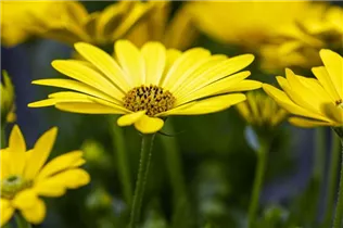 Osteospermum ecklonis 'SummerHero'® - Kapkörbchen 'SummerHero'® Osteospermum ecklonis 'SummerHero'® - Kapkörbchen 'SummerHero'®