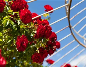 Rosenschutz ist wichtig – Auch Königinnen werden mal krank!