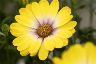 Osteospermum ecklonis 'SummerHero'® - Kapkörbchen 'SummerHero'® Osteospermum ecklonis 'SummerHero'® - Kapkörbchen 'SummerHero'®