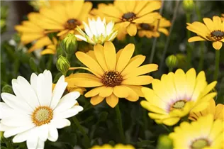 Osteospermum ecklonis 'SummerHero'® - Kapkörbchen 'SummerHero'® Osteospermum ecklonis 'SummerHero'® - Kapkörbchen 'SummerHero'®