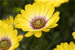 Osteospermum ecklonis 'SummerHero'® - Kapkörbchen 'SummerHero'® Osteospermum ecklonis 'SummerHero'® - Kapkörbchen 'SummerHero'®