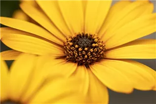 Osteospermum ecklonis 'SummerHero'® - Kapkörbchen 'SummerHero'® Osteospermum ecklonis 'SummerHero'® - Kapkörbchen 'SummerHero'®