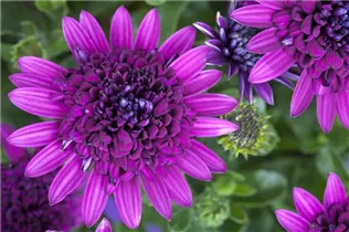 Osteospermum ecklonis, gefüllt - Gefülltblühendes Kapkörbchen Osteospermum ecklonis, gefüllt - Gefülltblühendes Kapkörbchen