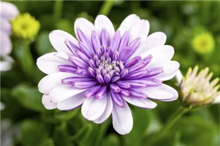 Osteospermum ecklonis, gefüllt - Gefülltblühendes Kapkörbchen Osteospermum ecklonis, gefüllt - Gefülltblühendes Kapkörbchen
