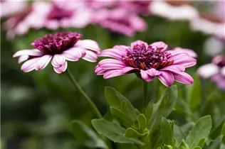 Osteospermum ecklonis, gefüllt - Gefülltblühendes Kapkörbchen Osteospermum ecklonis, gefüllt - Gefülltblühendes Kapkörbchen