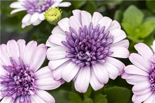 Osteospermum ecklonis, gefüllt - Gefülltblühendes Kapkörbchen Osteospermum ecklonis, gefüllt - Gefülltblühendes Kapkörbchen
