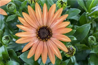 Osteospermum 'Margarita' - Kapkörbchen Osteospermum 'Margarita' - Kapkörbchen