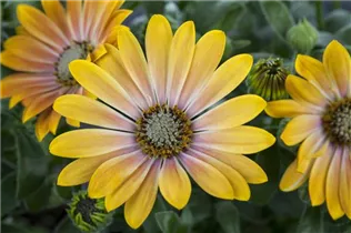 Osteospermum 'Margarita' - Kapkörbchen Osteospermum 'Margarita' - Kapkörbchen