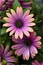 Osteospermum 'Margarita' - Kapkörbchen Osteospermum 'Margarita' - Kapkörbchen