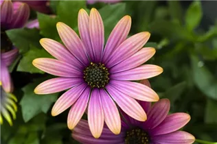 Osteospermum 'Margarita' - Kapkörbchen Osteospermum 'Margarita' - Kapkörbchen