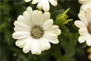 Osteospermum 'Margarita' - Kapkörbchen Osteospermum 'Margarita' - Kapkörbchen